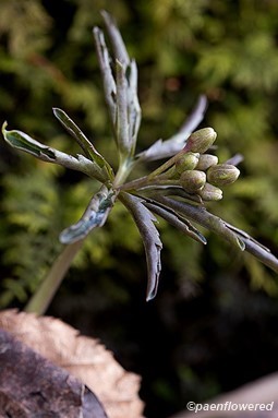 Flower buds and opening leaves